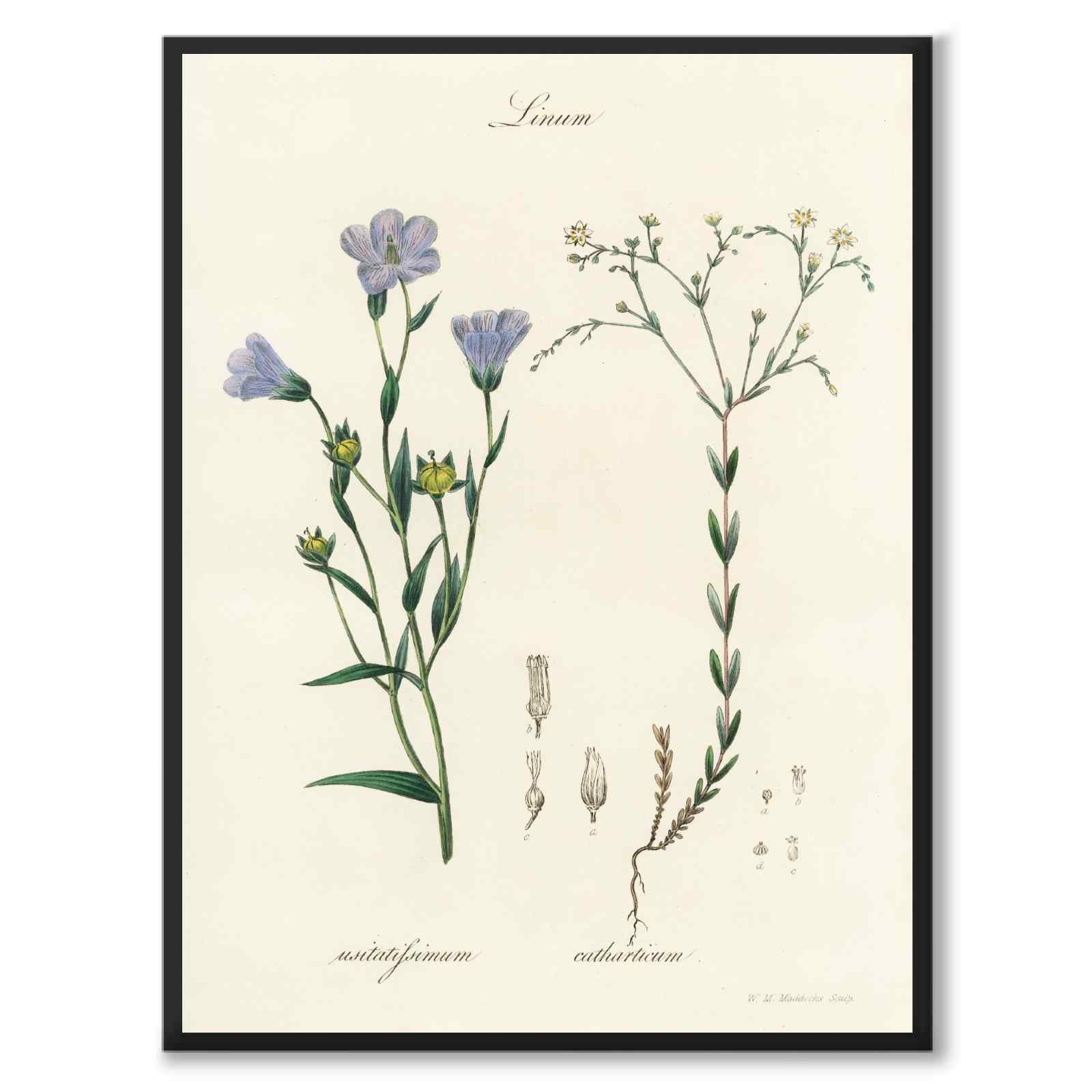 Linum som poster från Historly – helbild utan vit kant