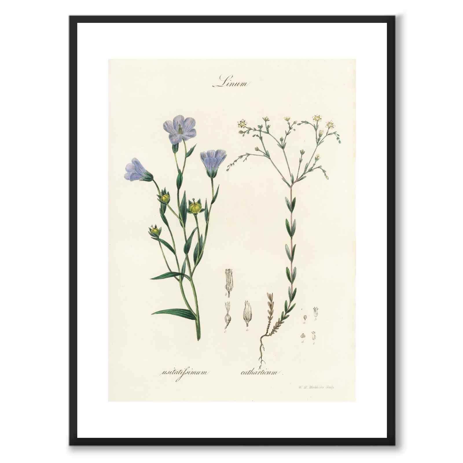 Linum som poster från Historly – med vit kant utan titel