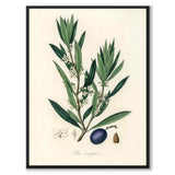 Olea Europaea som poster från Historly – helbild utan vit kant