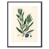 Olea Europaea som poster från Historly – med vit kant utan titel
