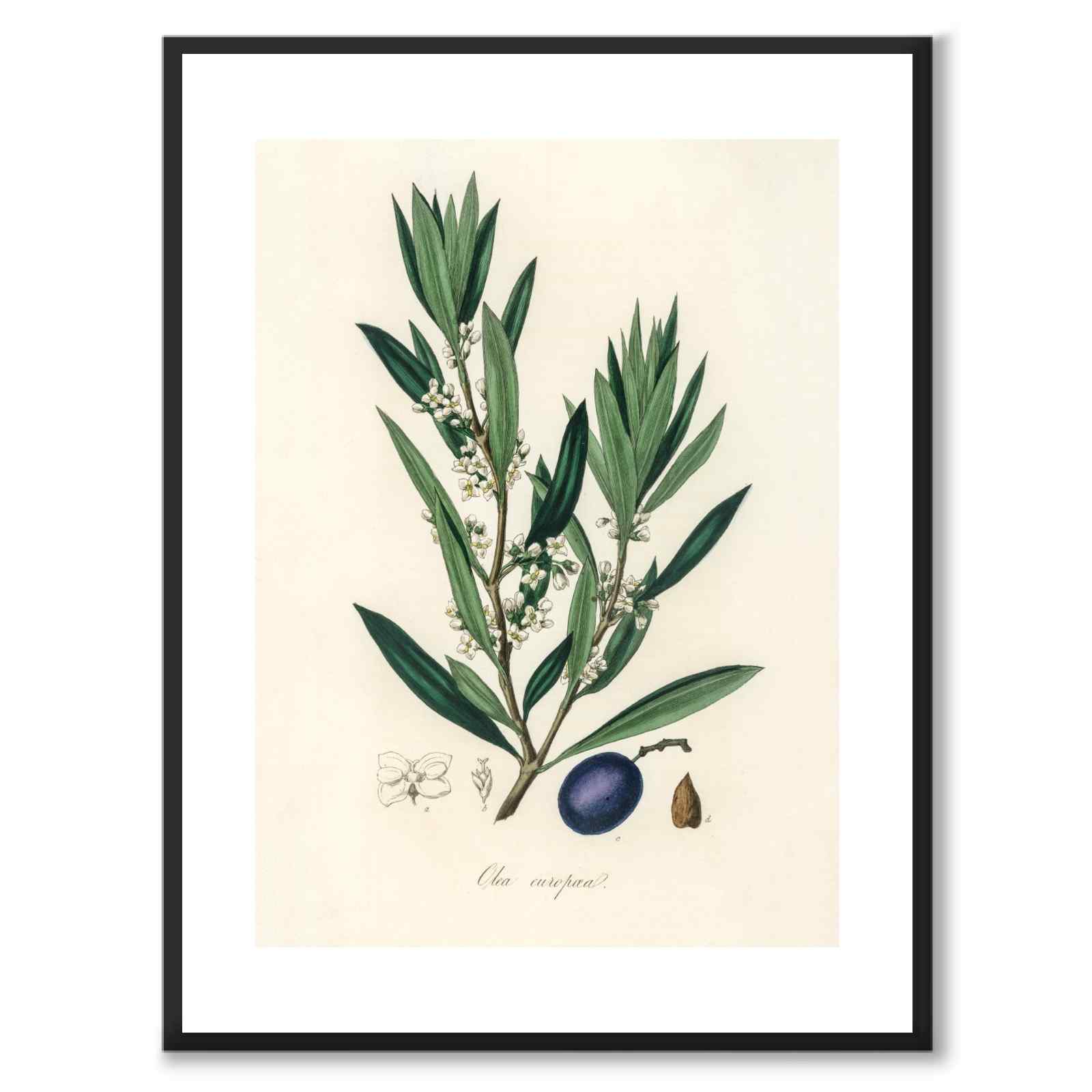 Olea Europaea som poster från Historly – med vit kant utan titel