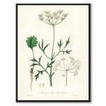 Pimpinella Anisum as a poster from Historly – full image without white border
