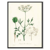 Pimpinella Anisum as a poster from Historly – full image without white border