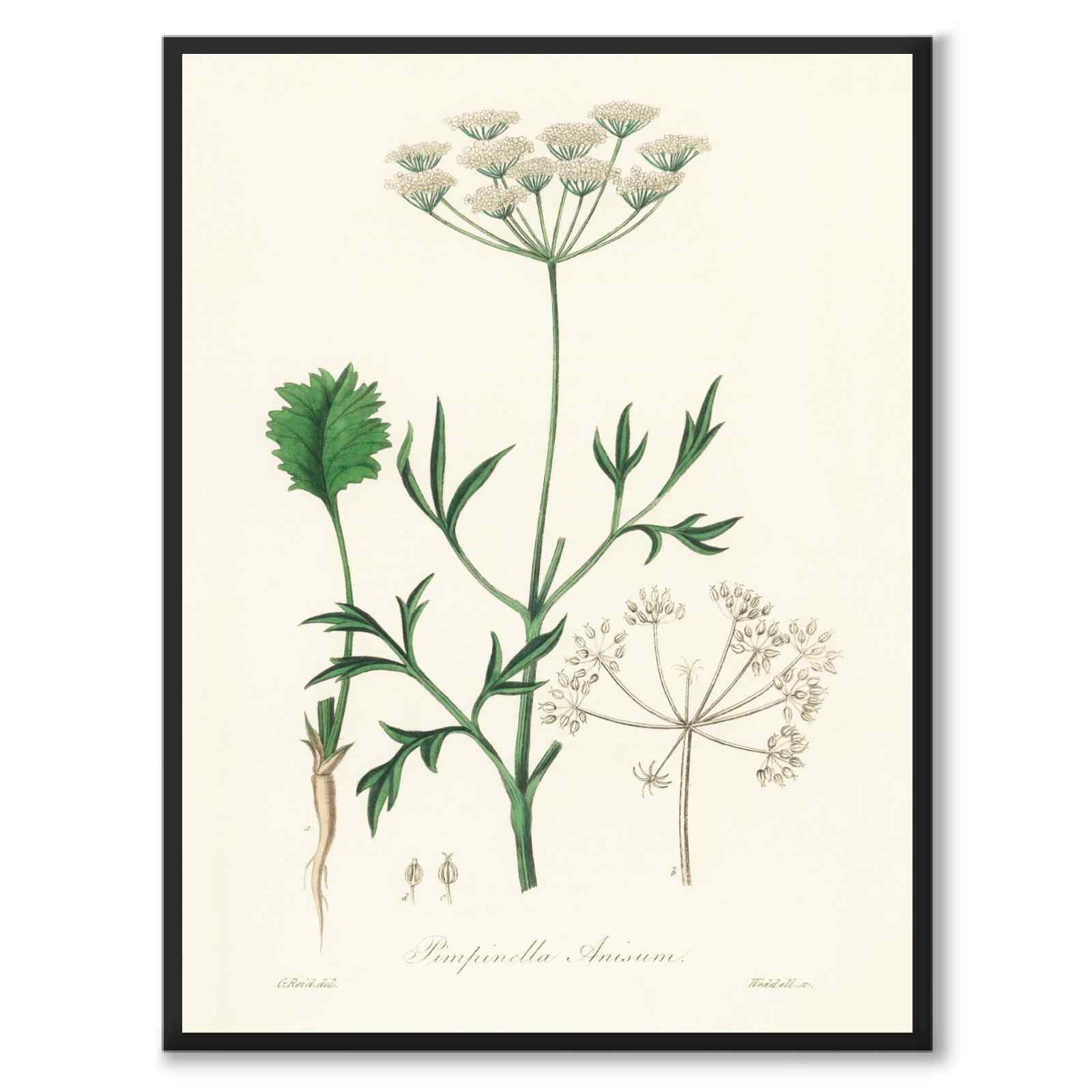 Pimpinella Anisum as a poster from Historly – full image without white border
