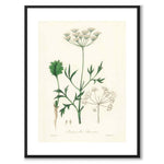 Pimpinella Anisum as a poster from Historly – with white border without title