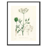 Pimpinella Anisum as a poster from Historly – with white border without title