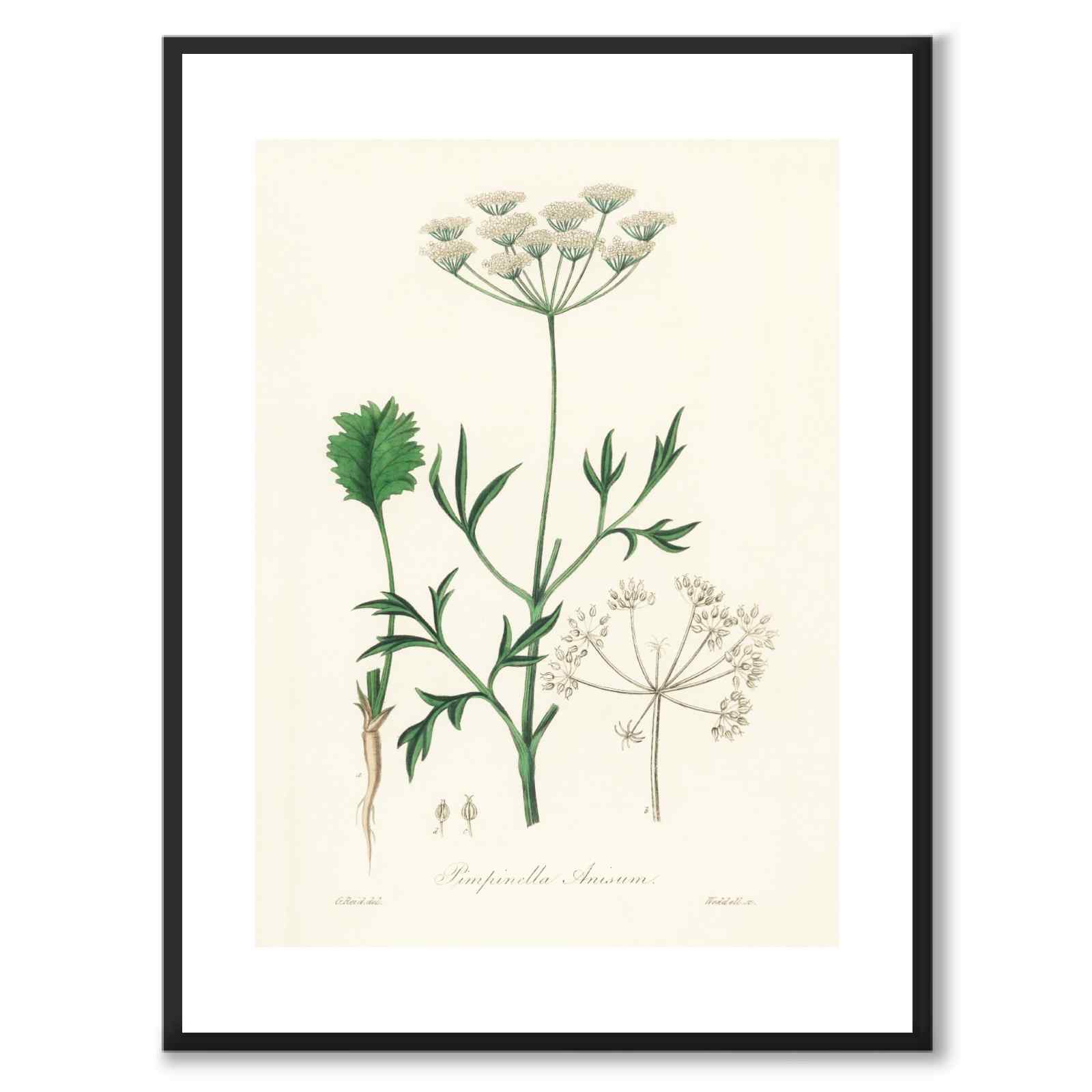 Pimpinella Anisum as a poster from Historly – with white border without title