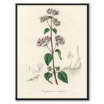 Origanum Vulgare som poster från Historly – helbild utan vit kant