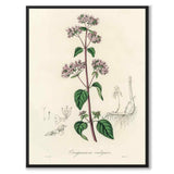 Origanum Vulgare som poster från Historly – helbild utan vit kant