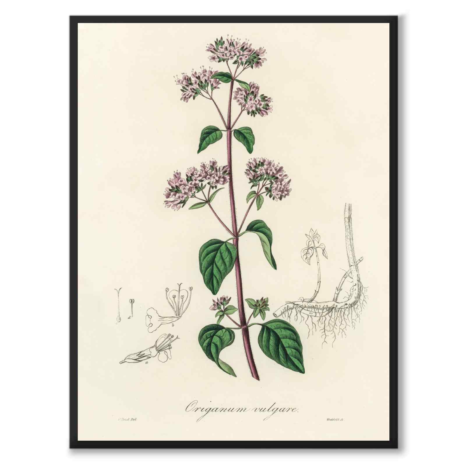 Origanum Vulgare som poster från Historly – helbild utan vit kant