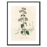 Origanum Vulgare som poster från Historly – med vit kant utan titel