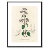 Origanum Vulgare som poster från Historly – med vit kant utan titel