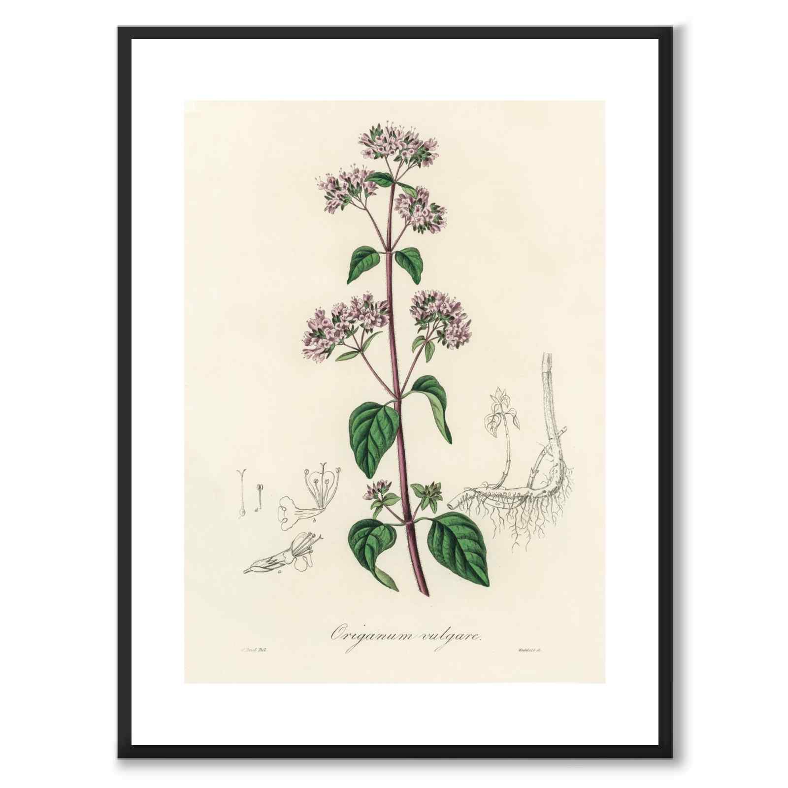 Origanum Vulgare som poster från Historly – med vit kant utan titel