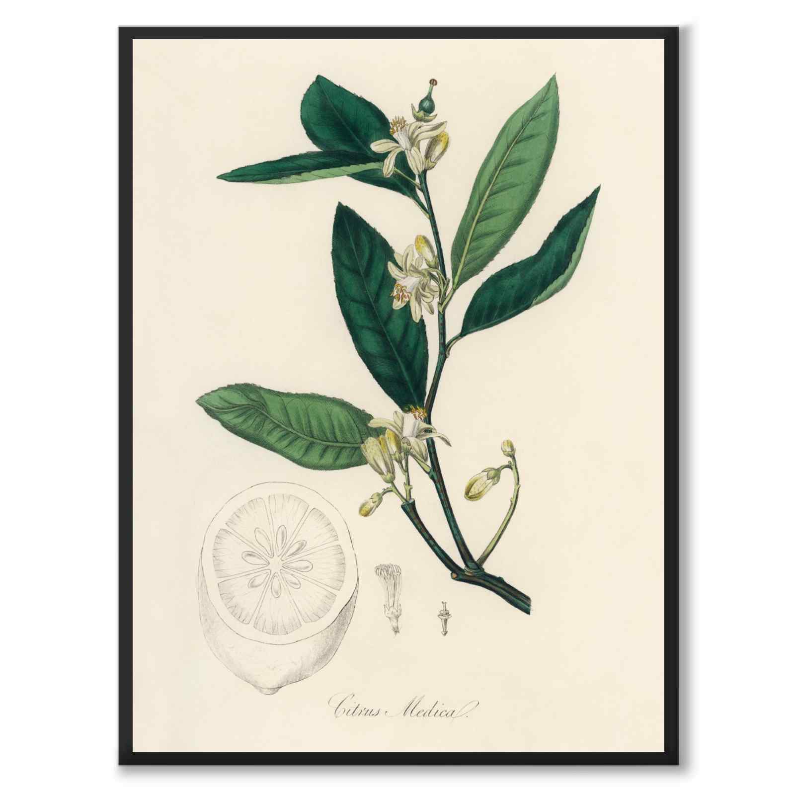 Citrus Medica as a poster from Historly – full image without white border