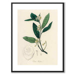 Citrus Medica as a poster from Historly – with white border without title
