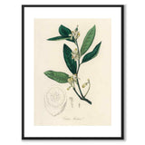 Citrus Medica as a poster from Historly – with white border without title