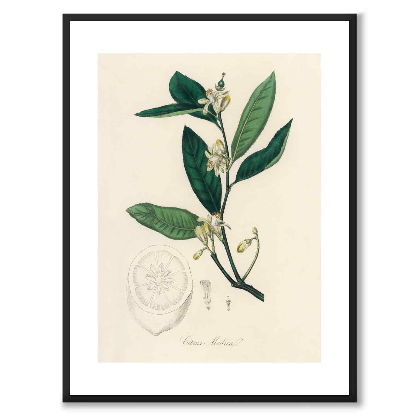 Citrus Medica as a poster from Historly – with white border without title