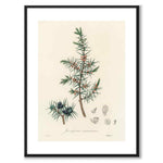 Juniperus Communis som poster från Historly – med vit kant utan titel