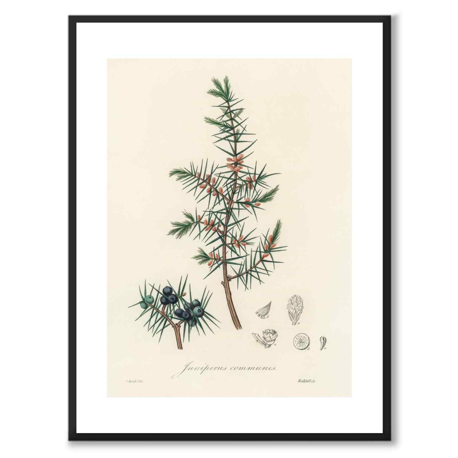 Juniperus Communis som poster från Historly – med vit kant utan titel