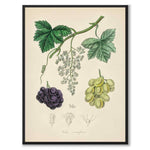 Vitis Vinifera as a poster from Historly – full image without white border