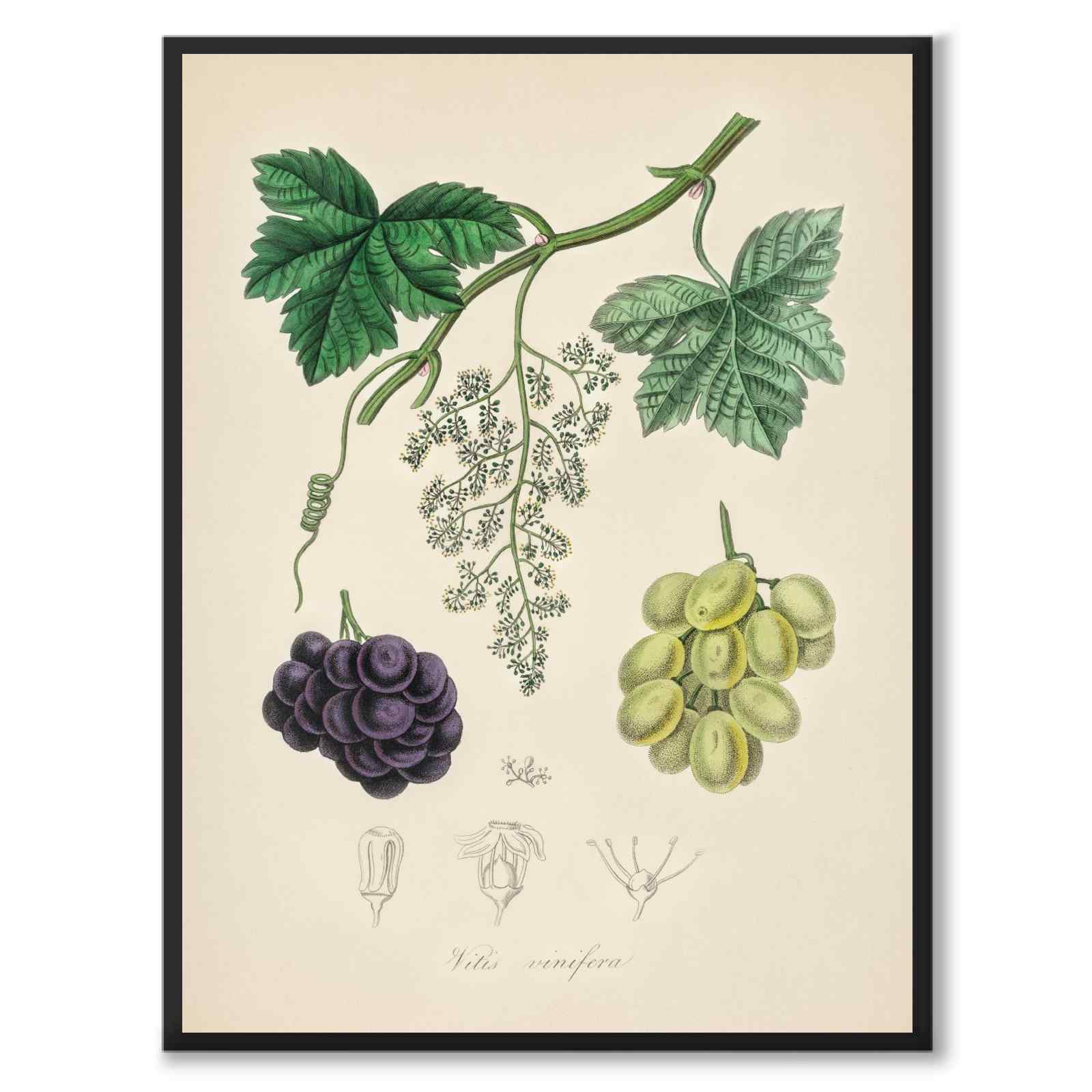 Vitis Vinifera as a poster from Historly – full image without white border