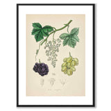 Vitis Vinifera as a poster from Historly – with white border without title