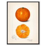 Citrus Sinensis som poster från Historly – helbild utan vit kant