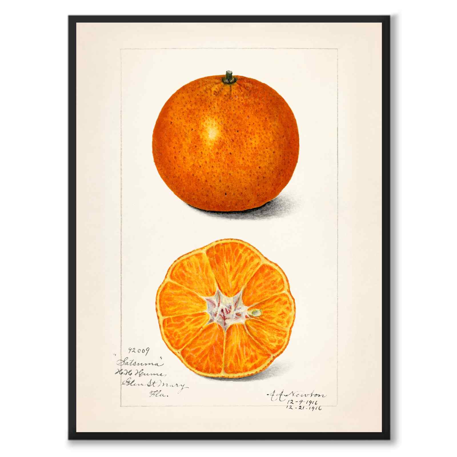 Citrus Sinensis som poster från Historly – helbild utan vit kant