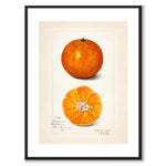 Citrus Sinensis som poster från Historly – med vit kant utan titel