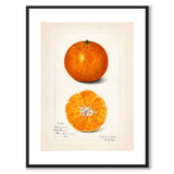 Citrus Sinensis som poster från Historly – med vit kant utan titel