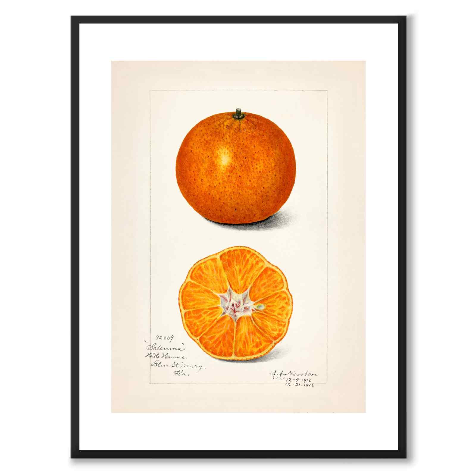 Citrus Sinensis som poster från Historly – med vit kant utan titel