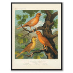 Cassel som vintageillustration och poster från Historly – helbild utan vit kant