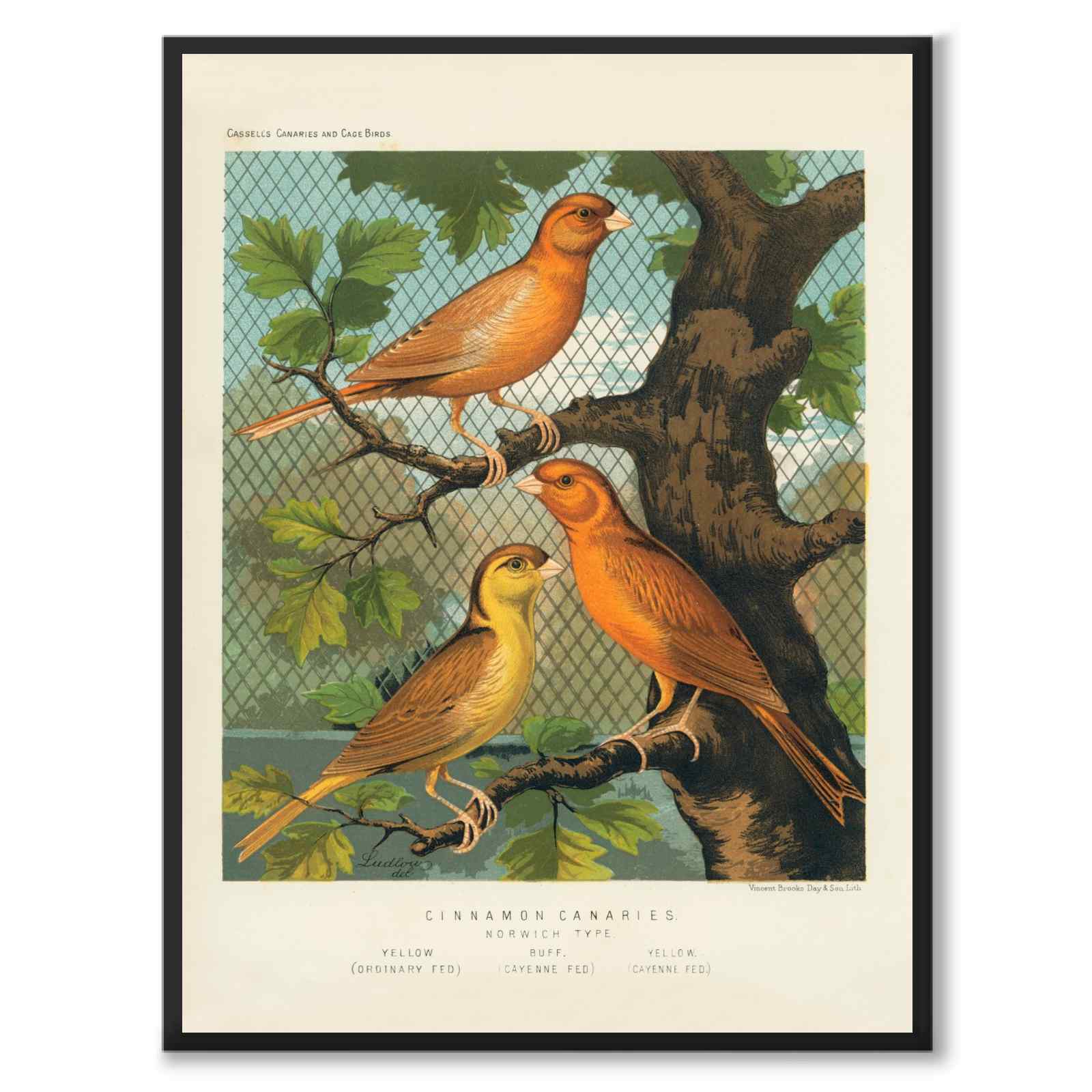 Cassel som vintageillustration och poster från Historly – helbild utan vit kant