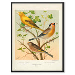 Cassel som vintageillustration och poster från Historly – helbild utan vit kant