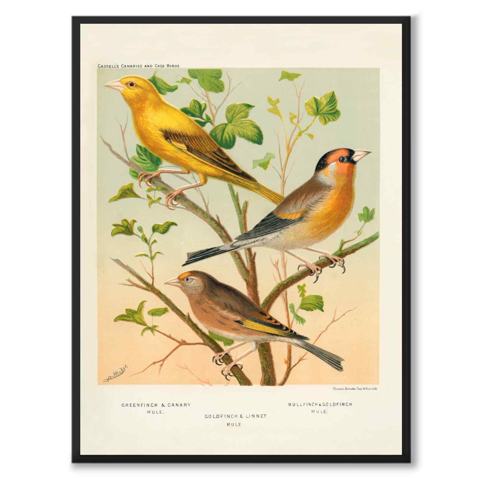 Cassel som vintageillustration och poster från Historly – helbild utan vit kant