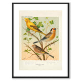 Cassel som vintageillustration och poster från Historly – med vit kant utan titel