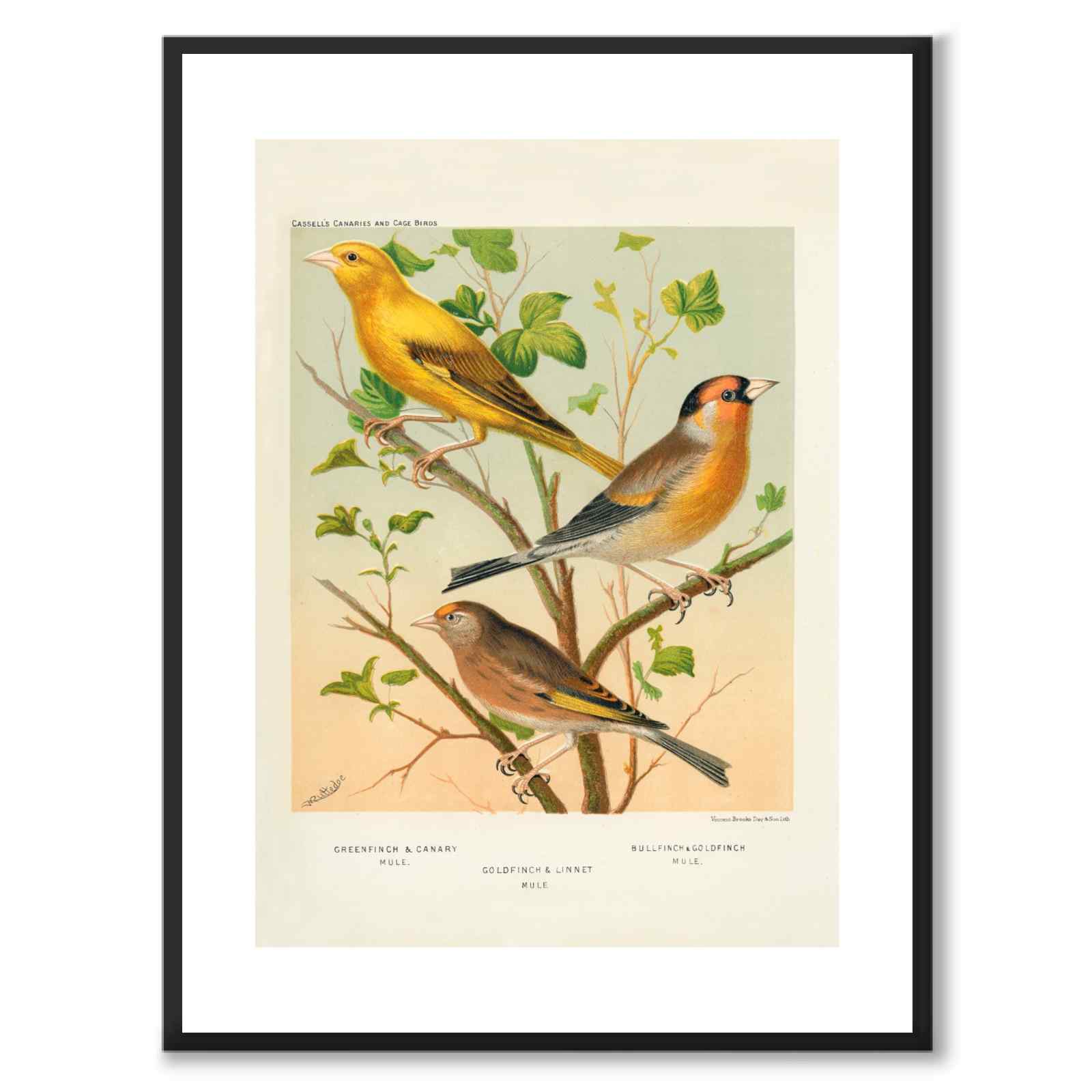 Cassel som vintageillustration och poster från Historly – med vit kant utan titel