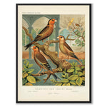 Cassel as a vintage illustration and poster from Historly – full image without white border