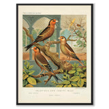 Cassel as a vintage illustration and poster from Historly – full image without white border