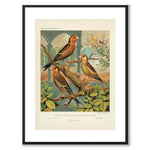Cassel as a vintage illustration and poster from Historly – with white border without title