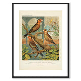 Cassel as a vintage illustration and poster from Historly – with white border without title