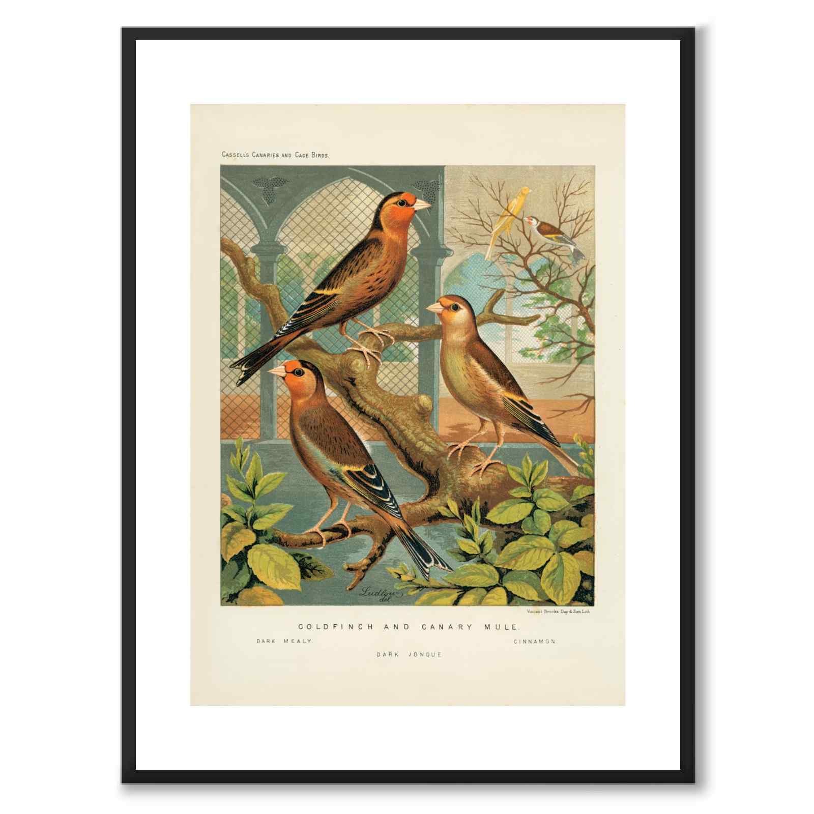 Cassel as a vintage illustration and poster from Historly – with white border without title