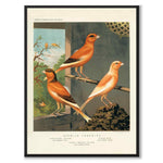 Cassel as a vintage illustration and poster from Historly – full image without white border