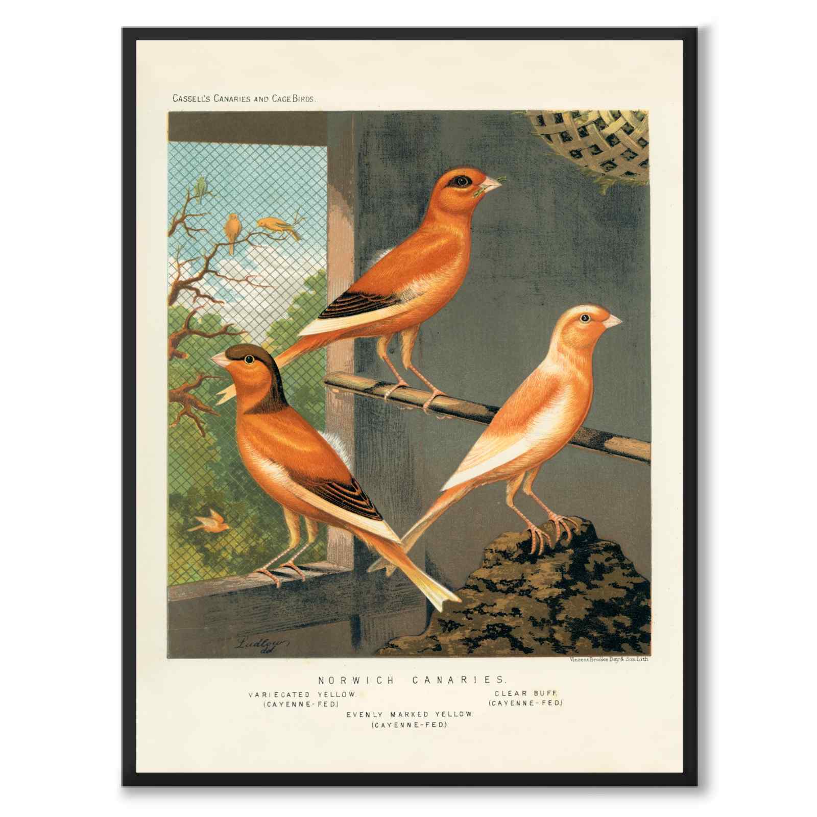 Cassel as a vintage illustration and poster from Historly – full image without white border