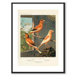Cassel as a vintage illustration and poster from Historly – with white border without title