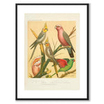 Cassel as a vintage illustration and poster from Historly – with white border without title