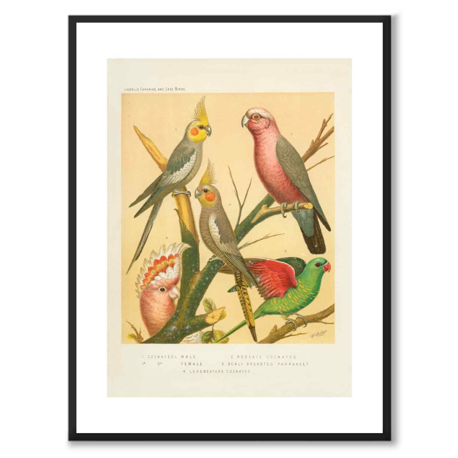 Cassel as a vintage illustration and poster from Historly – with white border without title