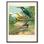 Cassel as a vintage illustration and poster from Historly – full image without white border