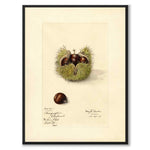 Chestnut as a poster from Historly – full image without white border