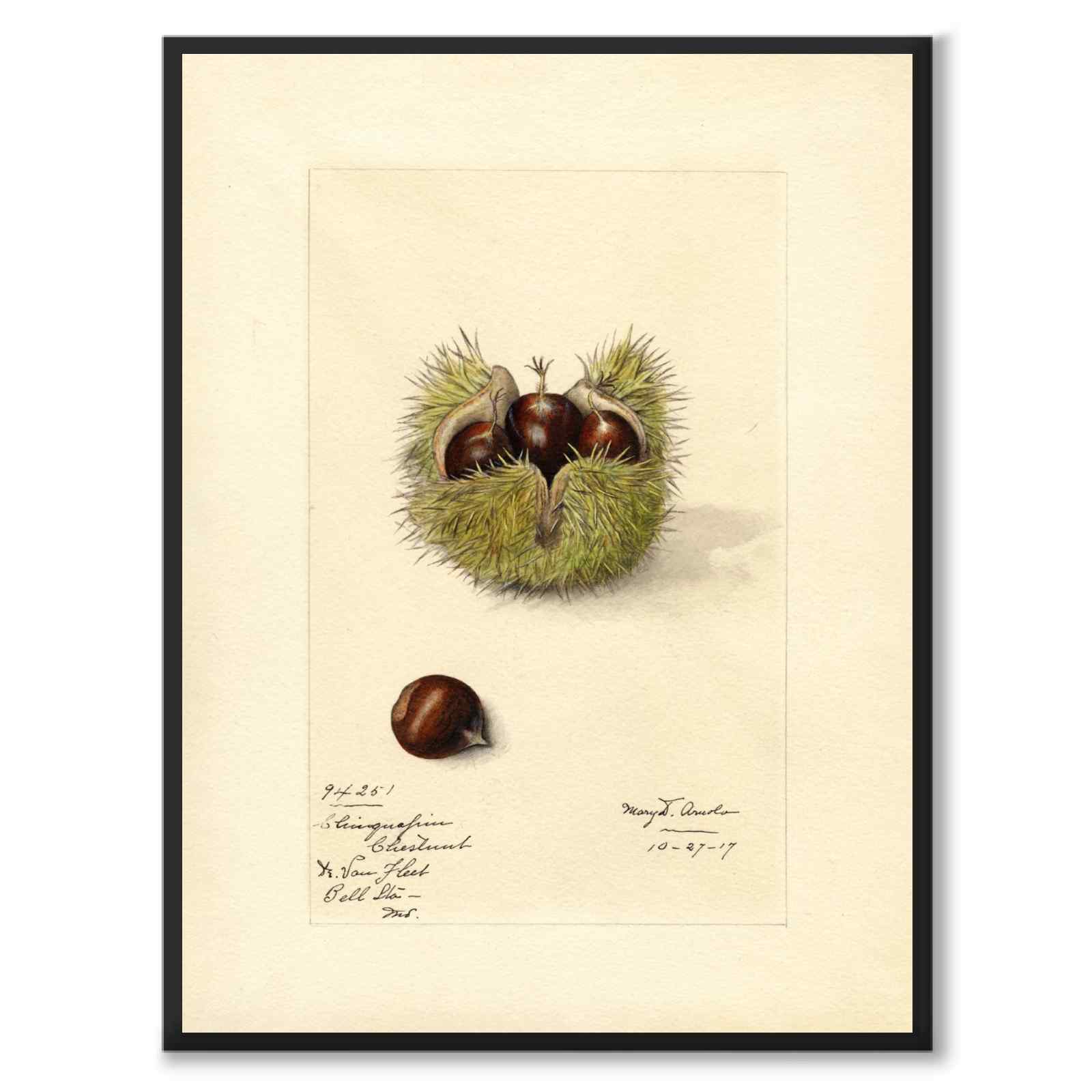 Chestnut as a poster from Historly – full image without white border